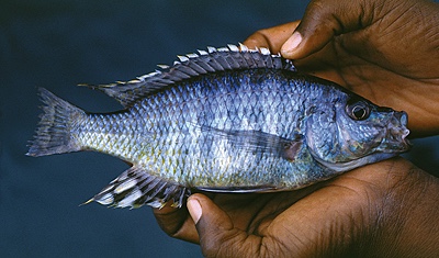 'Hemitaeniochromis' sp. 'insignis mumbo' Mumbo Island